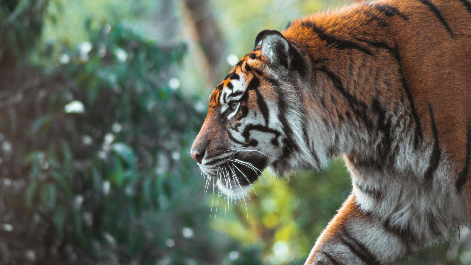 Erickson-2025-01-03-1 A tiger walks through foliage.