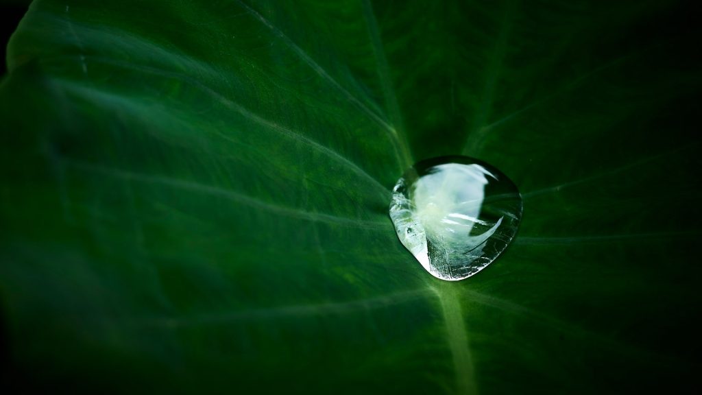 A dewdrop on a leaf.