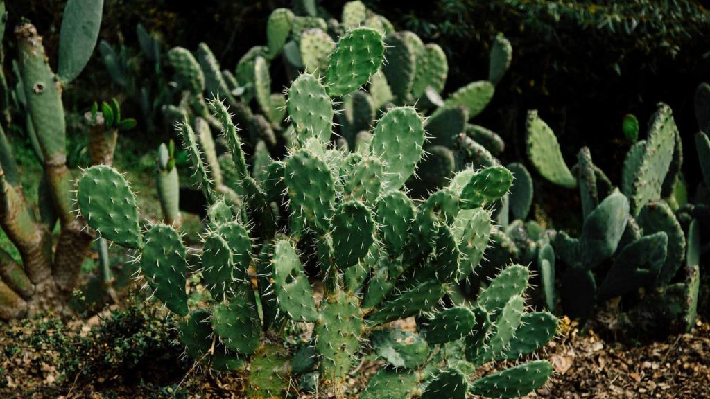 A cactus.