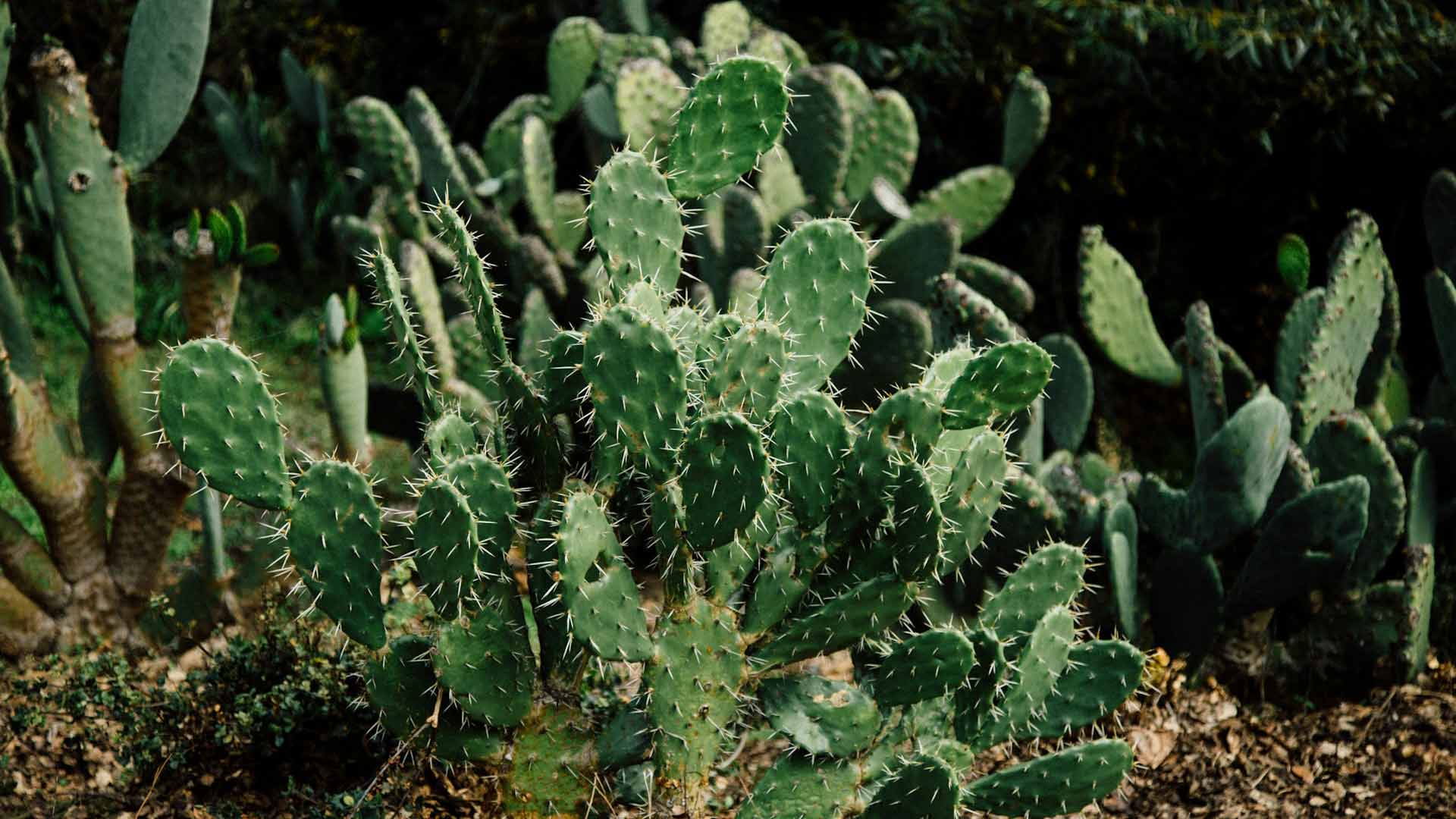 A cactus.